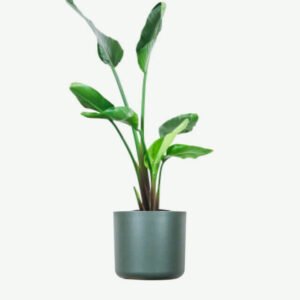 Home plants ecommerce product featured img 4